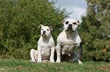 BOULEDOGUE AMERICAIN 271